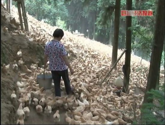廣西岑溪：萬畝松香飄。央視視頻截圖。
