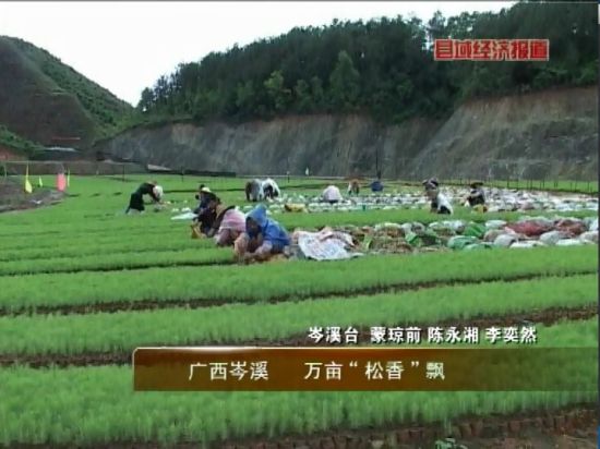 廣西岑溪：萬畝松香飄。央視視頻截圖。